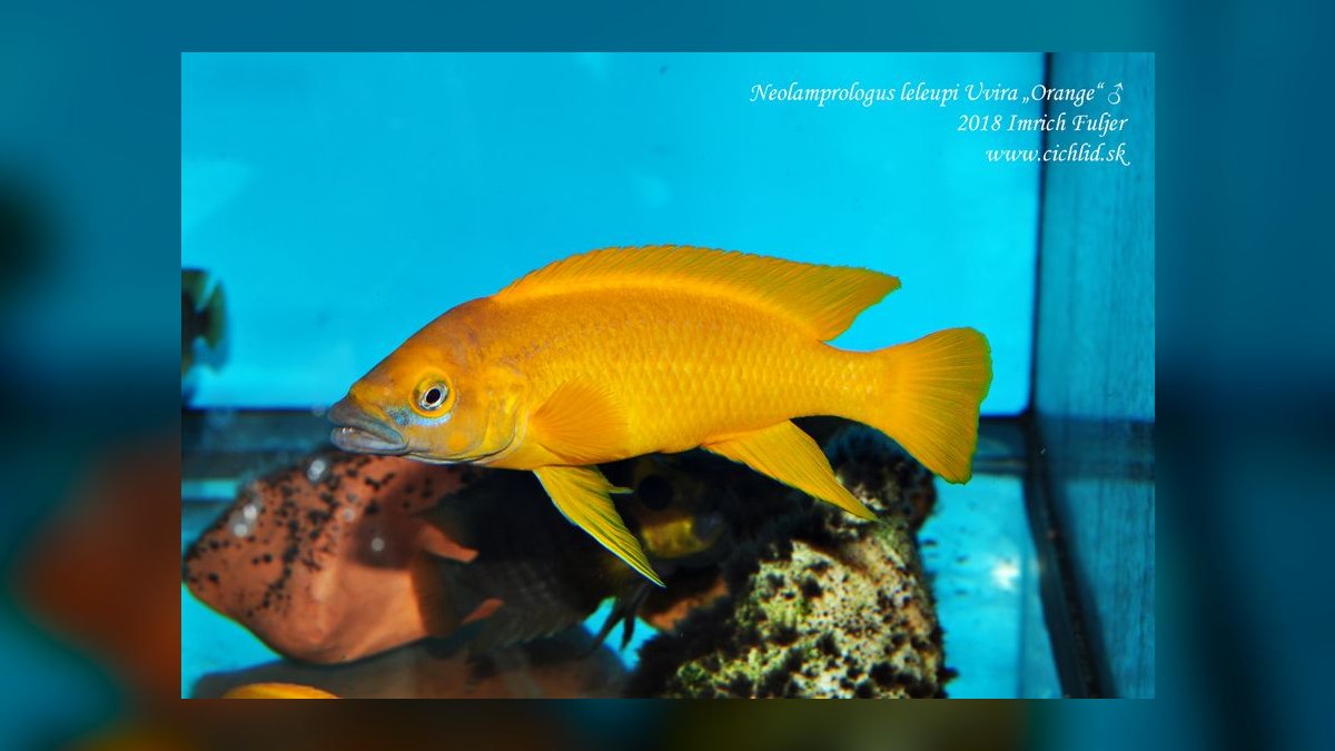 Top 10 Lake Tanganyika Cichlids 2027 — figure 8