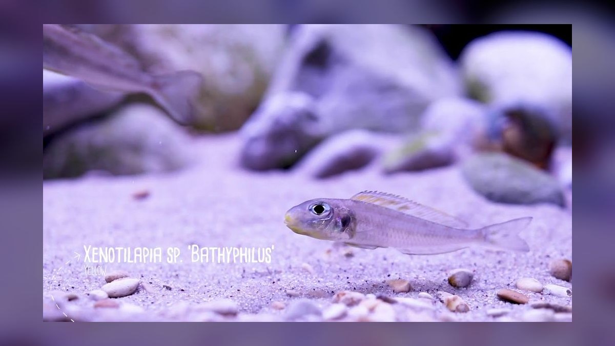 Top 10 Lake Tanganyika Cichlids 2027 — figure 9