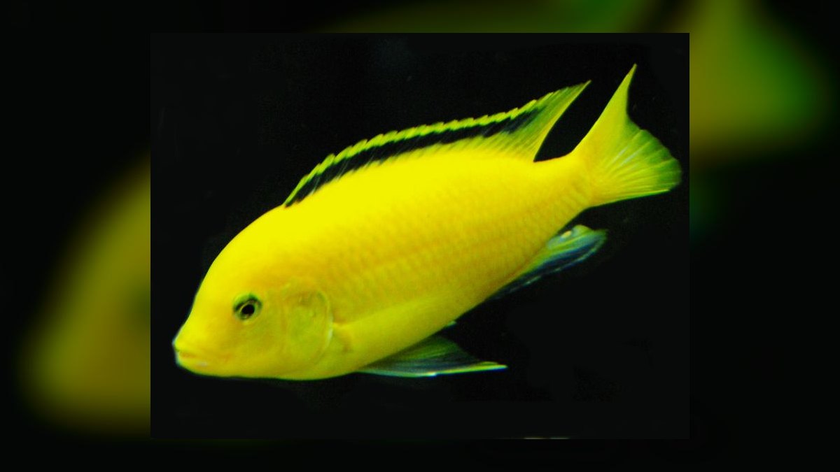 Top 10 Lake Malawi Cichlids 2027 — figure 1