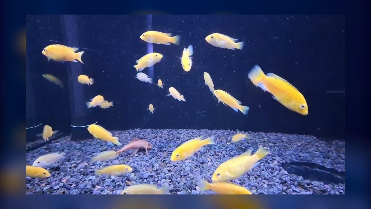 Top 10 Lake Malawi Cichlids 2027 — figure 10