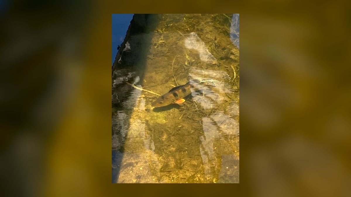 Top 10 Lake Malawi Cichlids 2027 — figure 4