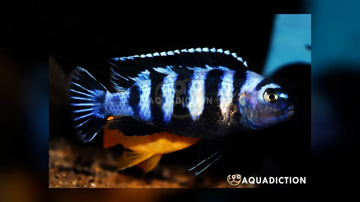 Top 10 Lake Malawi Cichlids 2027 — figure 5