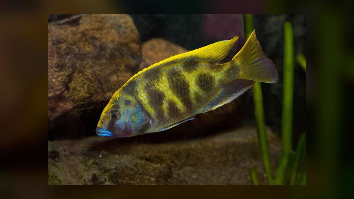 Top 10 Lake Malawi Cichlids 2027 — figure 6
