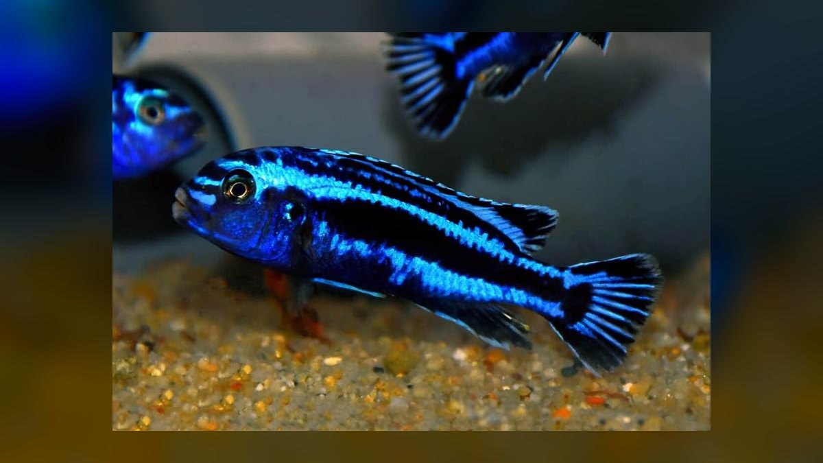 Top 10 Lake Malawi Cichlids 2027 — figure 7