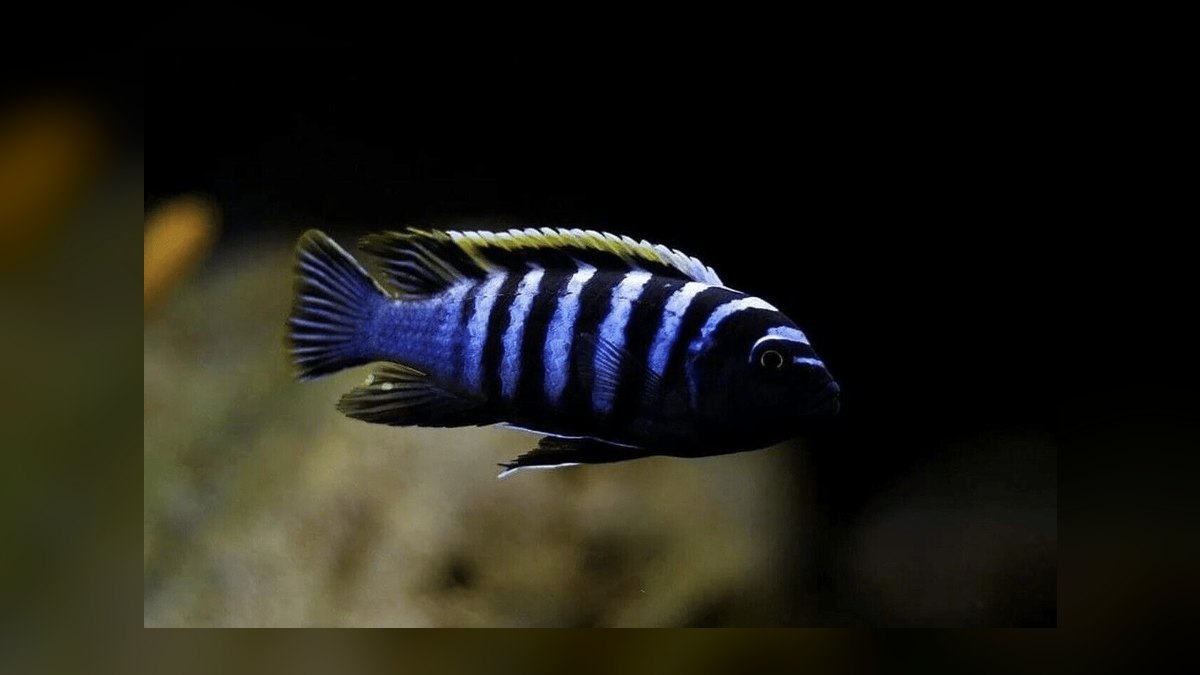 Top 10 Lake Malawi Cichlids 2027 — figure 9