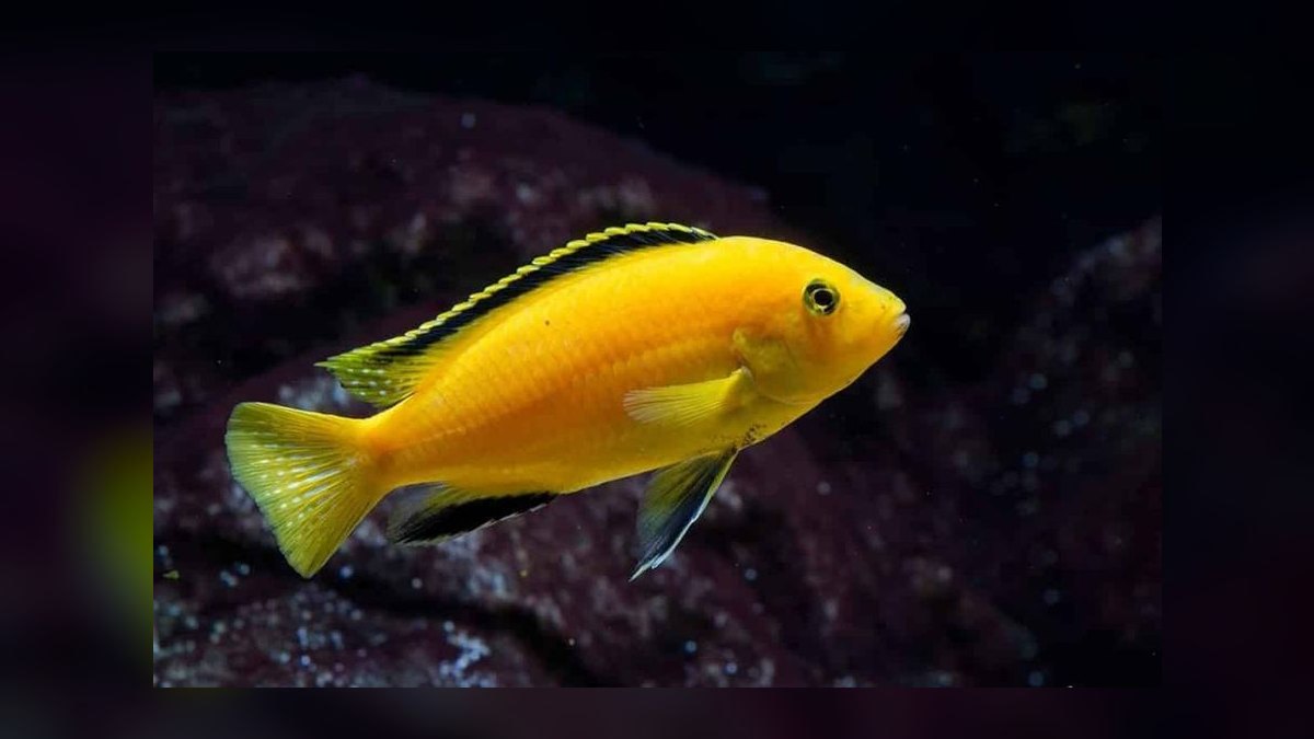 Top 10 Lake Malawi Cichlids 2027