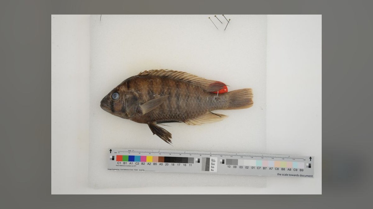 Top 10 Lake Victoria Cichlids 2027 — figure 10
