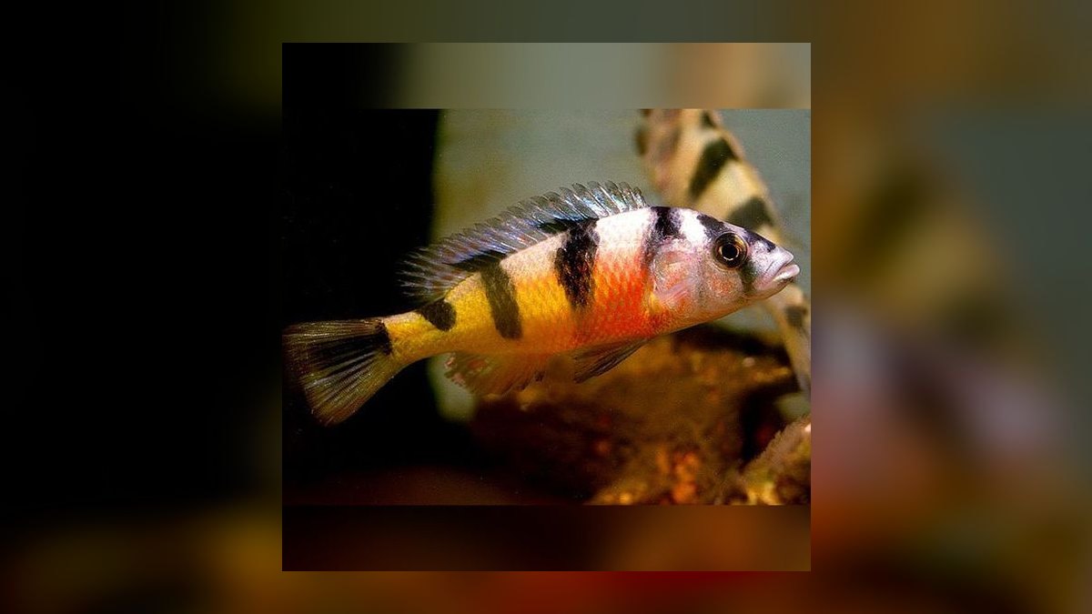 Top 10 Lake Victoria Cichlids 2027 — figure 7