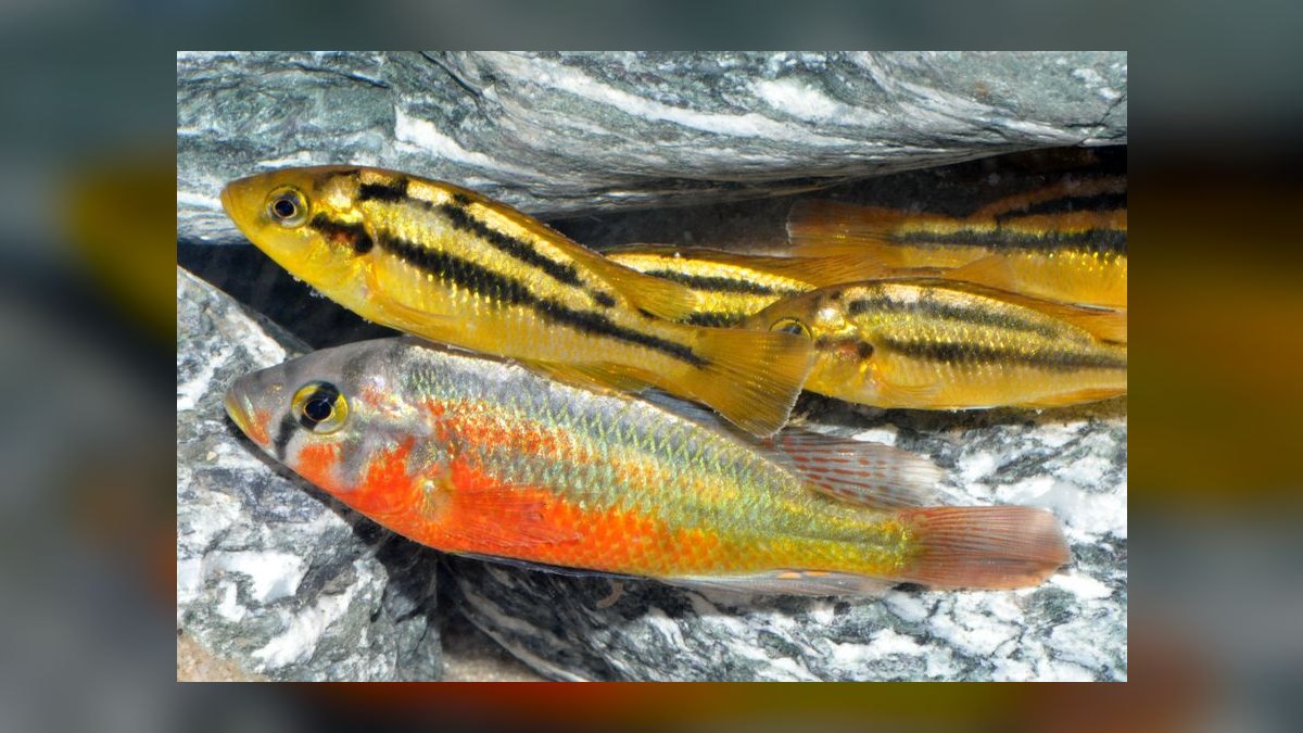 Top 10 Lake Victoria Cichlids 2027 — figure 8