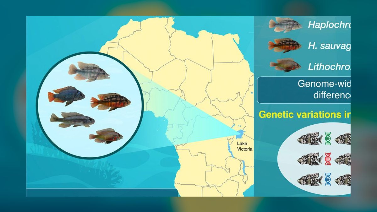 Top 10 Lake Victoria Cichlids 2027 — figure 9