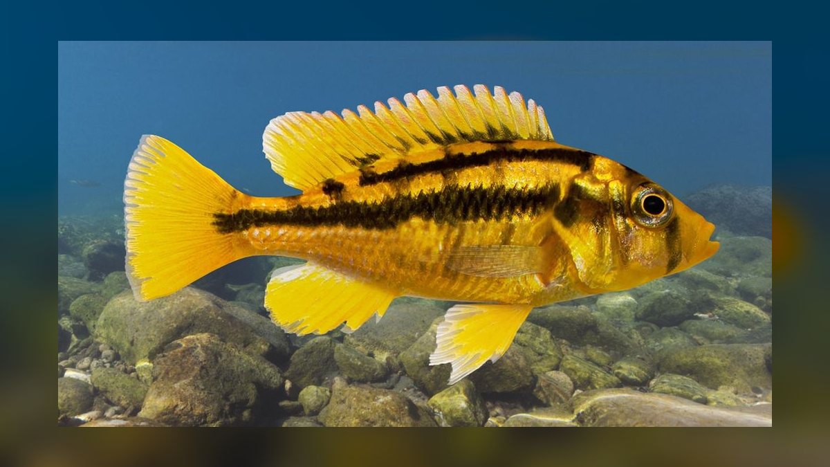 Top 10 Lake Victoria Cichlids 2027
