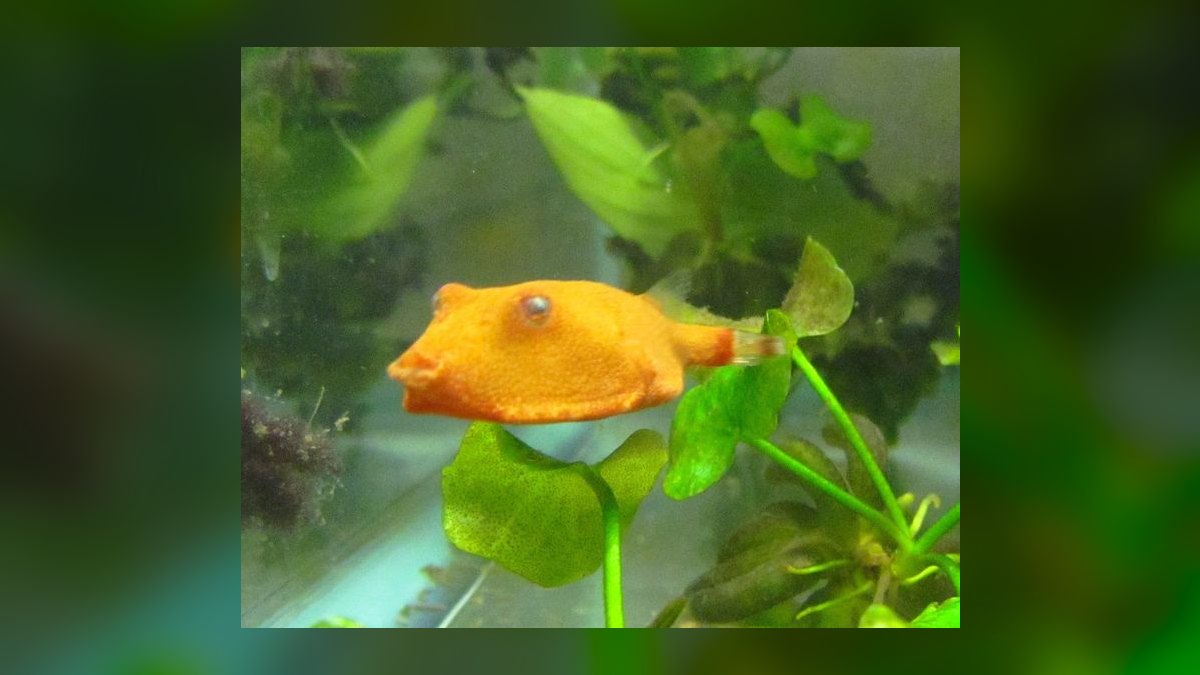 Top 10 West African Cichlids 2027 — figure 10