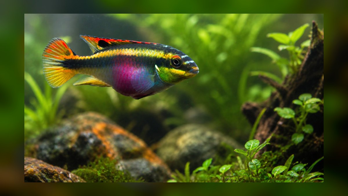 Top 10 West African Cichlids 2027