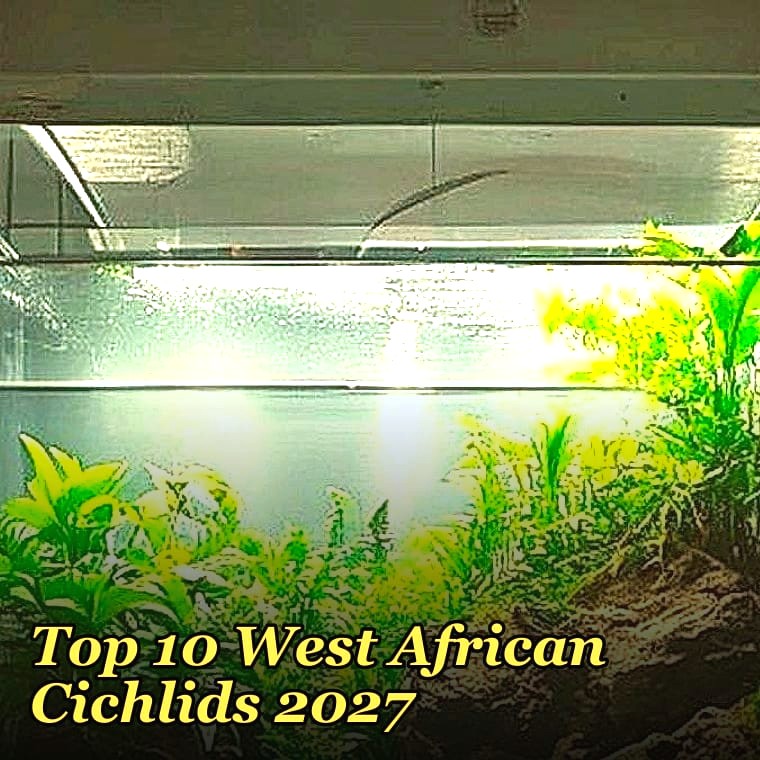 Top 10 West African Cichlids 2027