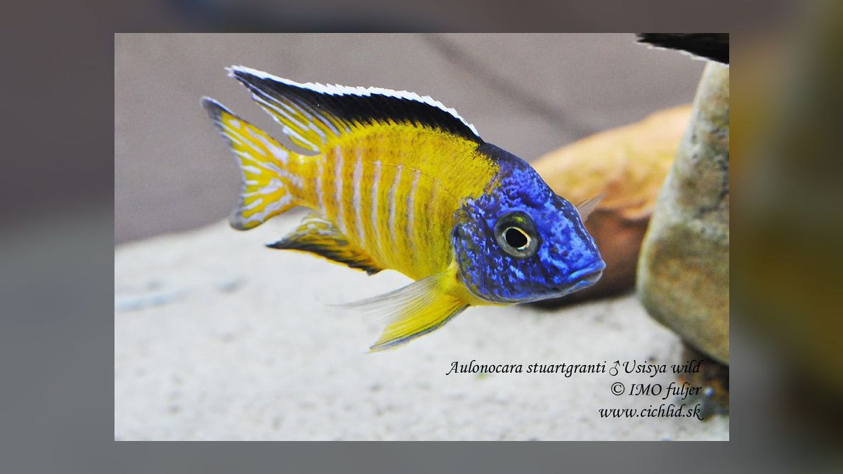 Top 10 Peacock Cichlid Varieties 2027 — figure 1