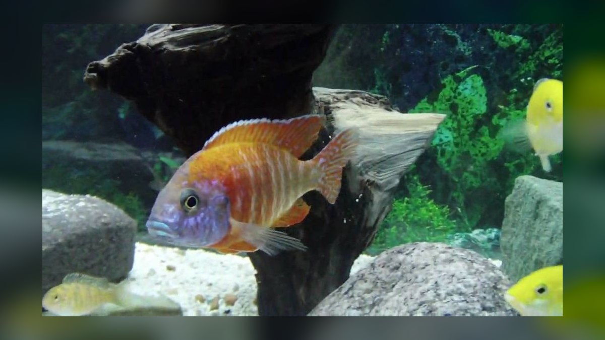 Top 10 Peacock Cichlid Varieties 2027 — figure 10