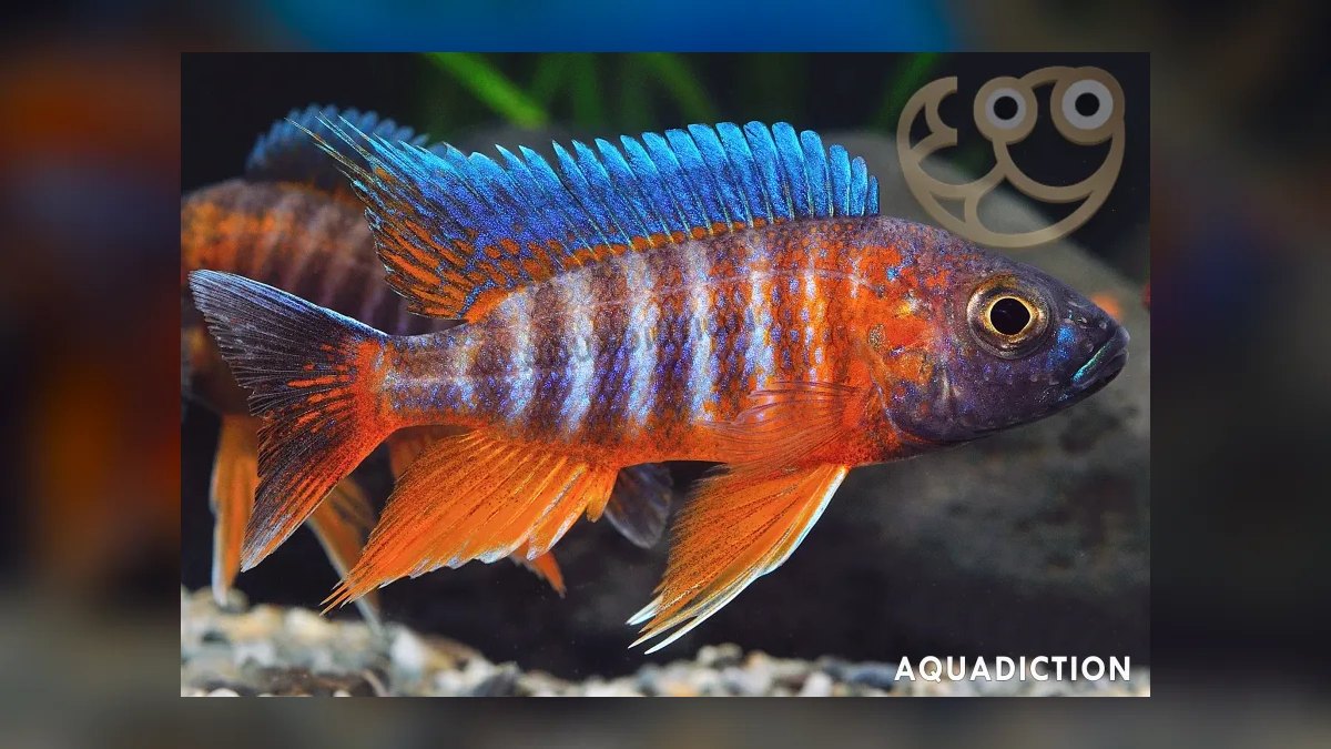 Top 10 Peacock Cichlid Varieties 2027 — figure 2