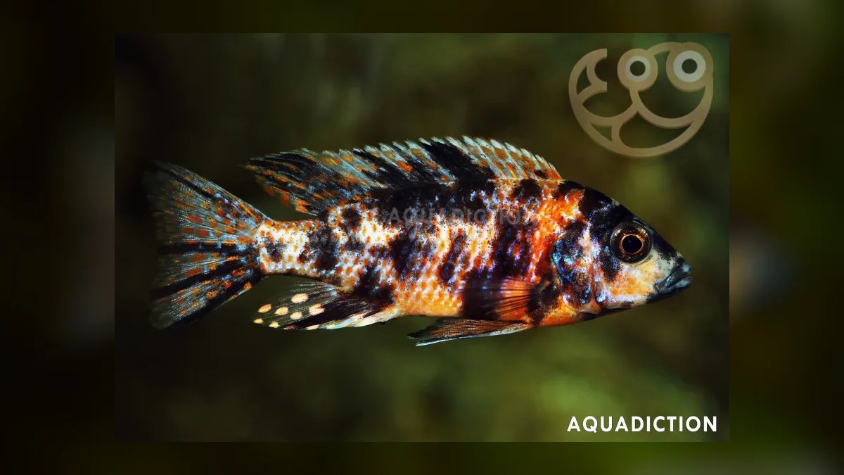 Top 10 Peacock Cichlid Varieties 2027 — figure 3