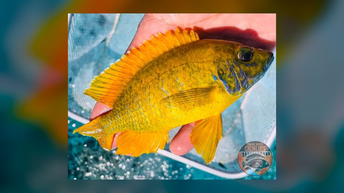 Top 10 Peacock Cichlid Varieties 2027 — figure 4