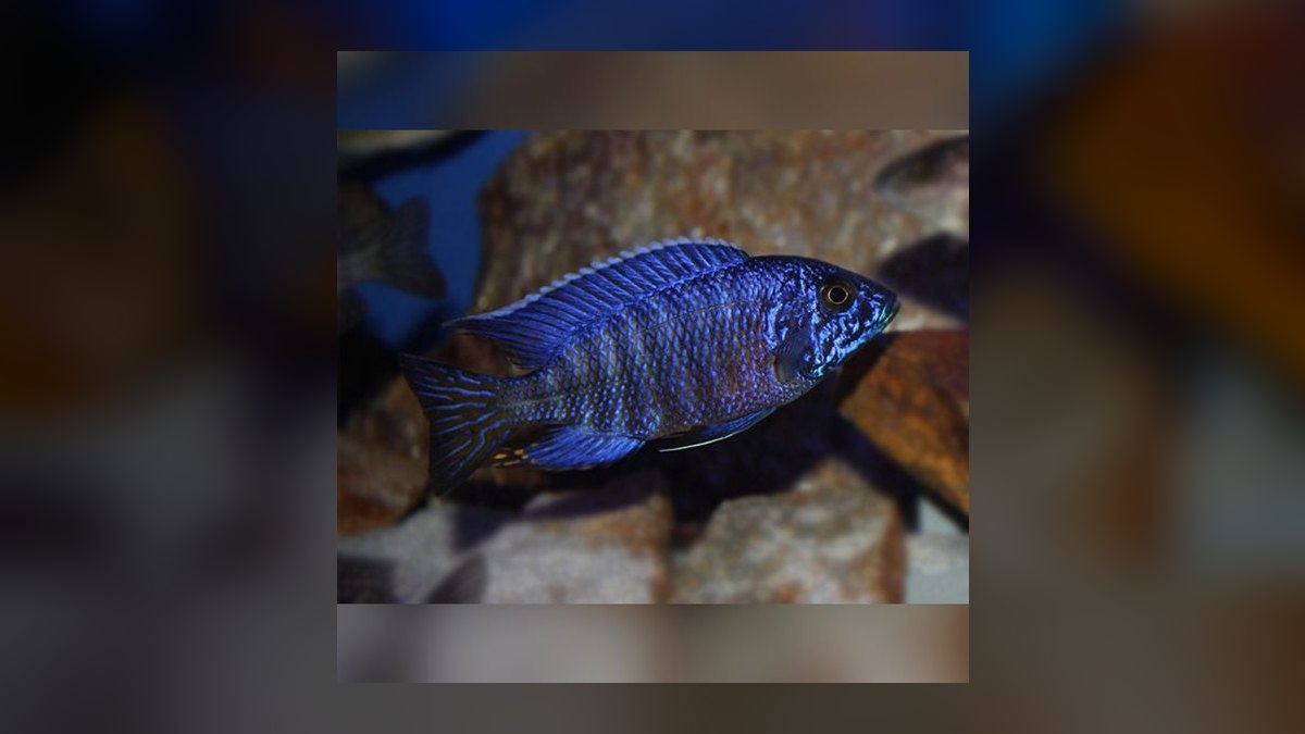 Top 10 Peacock Cichlid Varieties 2027 — figure 5