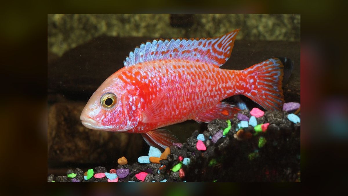 Top 10 Peacock Cichlid Varieties 2027 — figure 6