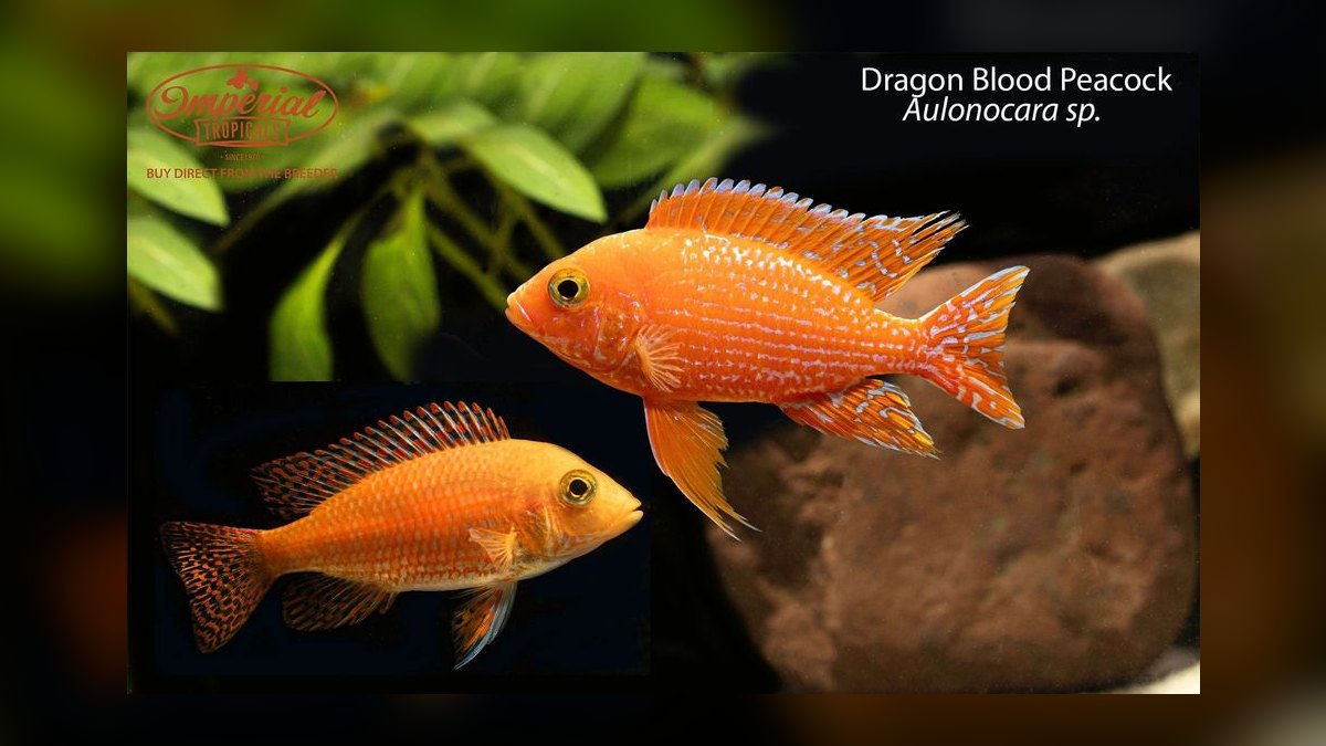 Top 10 Peacock Cichlid Varieties 2027 — figure 7