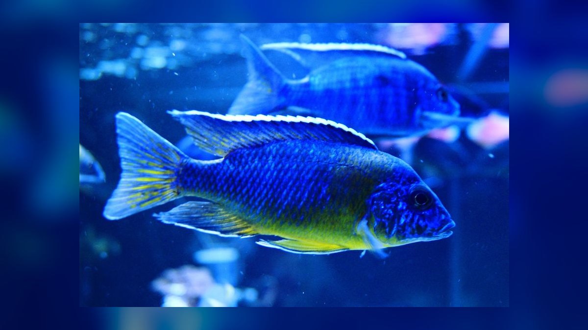 Top 10 Peacock Cichlid Varieties 2027 — figure 8