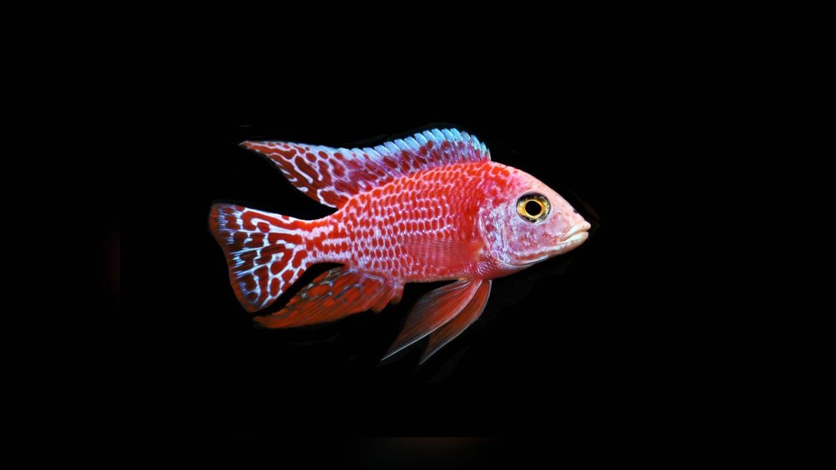 Top 10 Peacock Cichlid Varieties 2027 — figure 9
