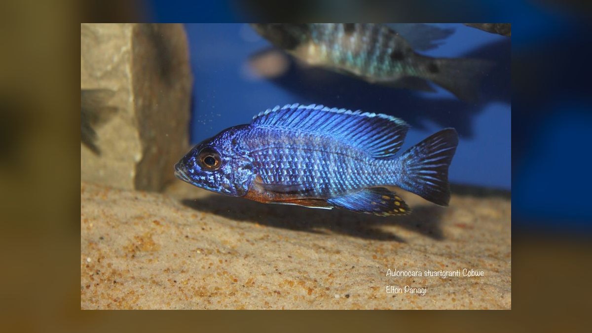 Top 10 Peacock Cichlid Varieties 2027