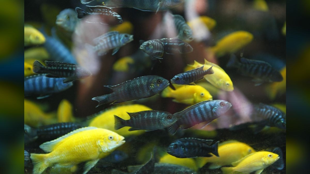 Top 10 Mbuna Cichlids 2027 — figure 2