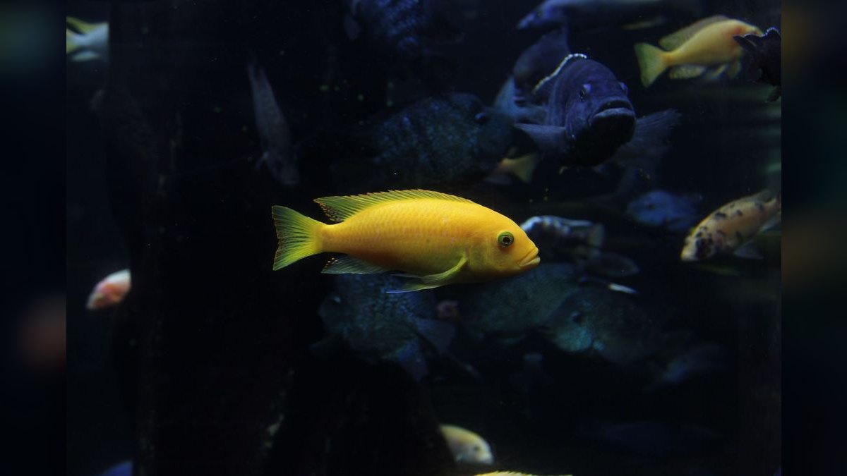 Top 10 Mbuna Cichlids 2027 — figure 5