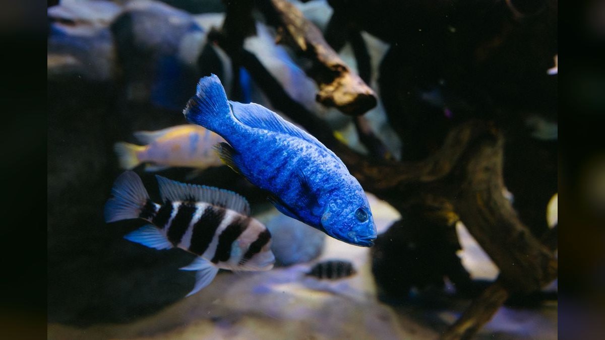 Top 10 Mbuna Cichlids 2027 — figure 6