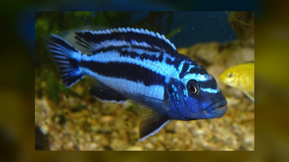 Top 10 Mbuna Cichlids 2027 — figure 7