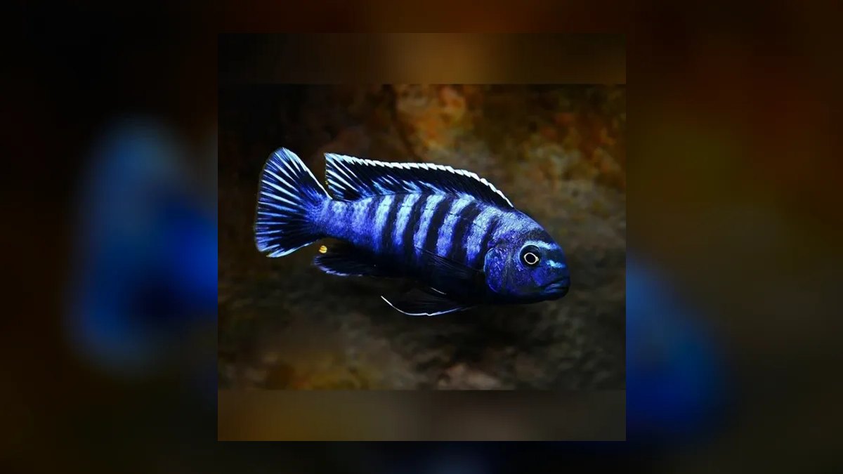 Top 10 Mbuna Cichlids 2027 — figure 9