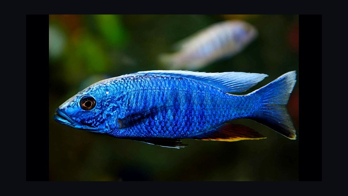 Top 10 Mbuna Cichlids 2027