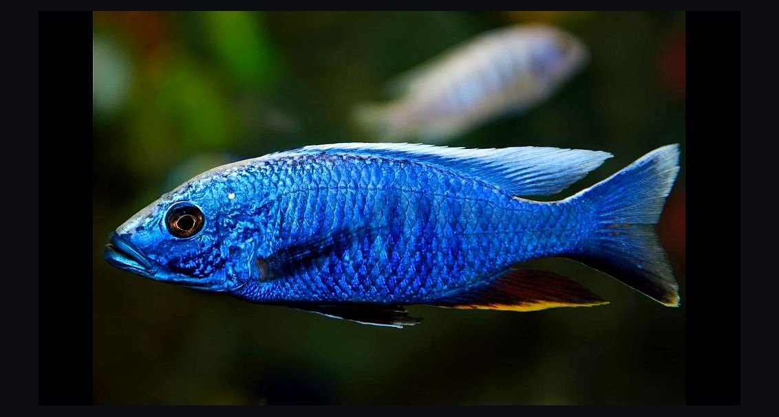 Top 10 Mbuna Cichlids 2027