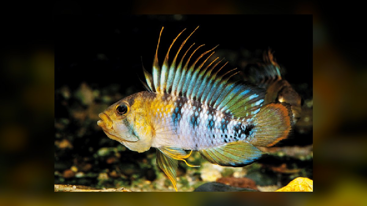 Top 10 Apistogramma Species 2027 — figure 10