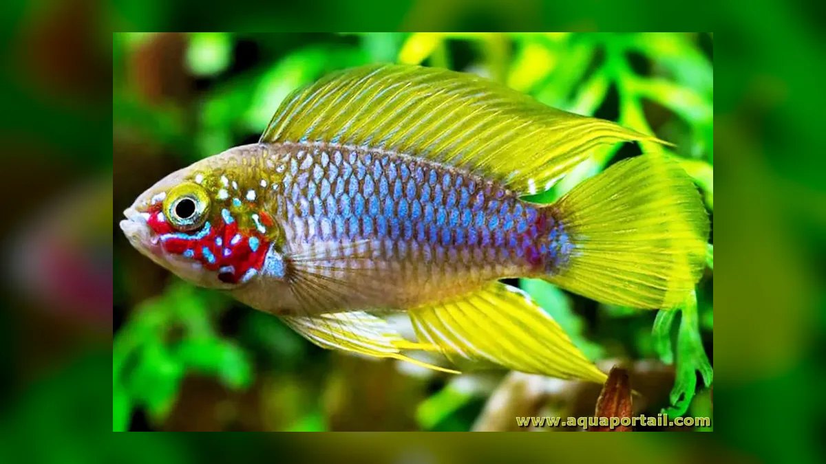 Top 10 Apistogramma Species 2027 — figure 3