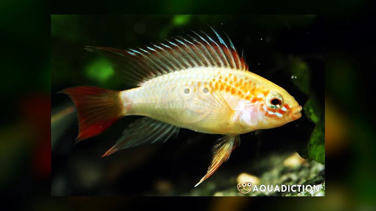 Top 10 Apistogramma Species 2027 — figure 4