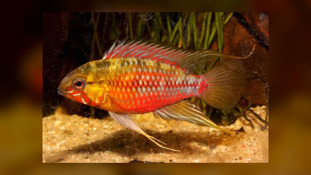 Top 10 Apistogramma Species 2027 — figure 5