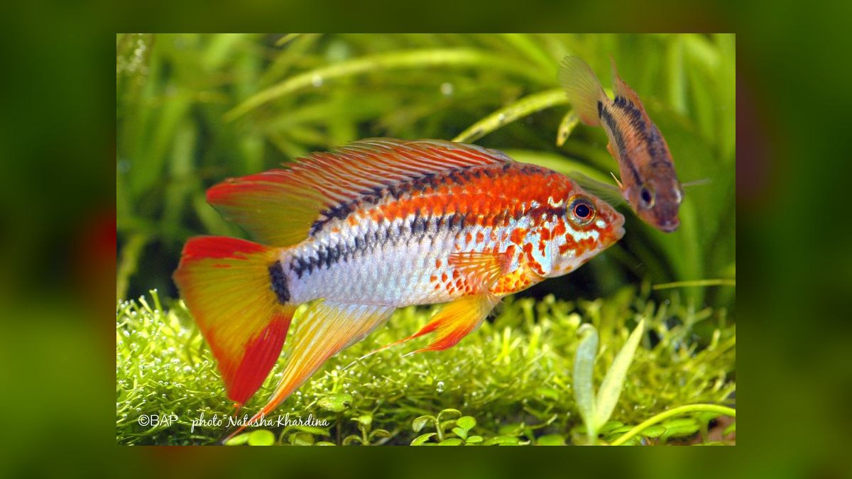 Top 10 Apistogramma Species 2027 — figure 6