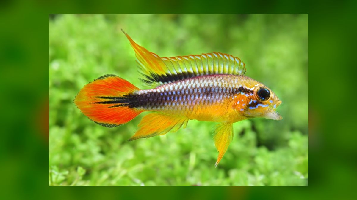 Top 10 Apistogramma Species 2027 — figure 7