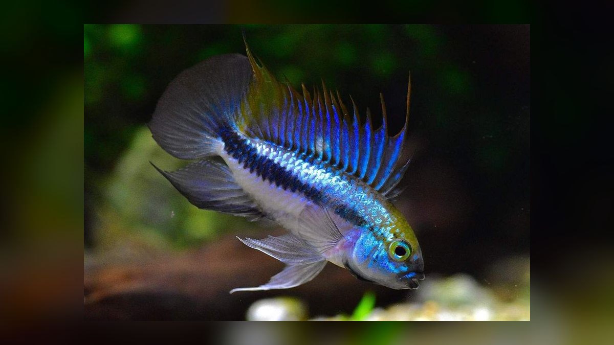 Top 10 Apistogramma Species 2027 — figure 8