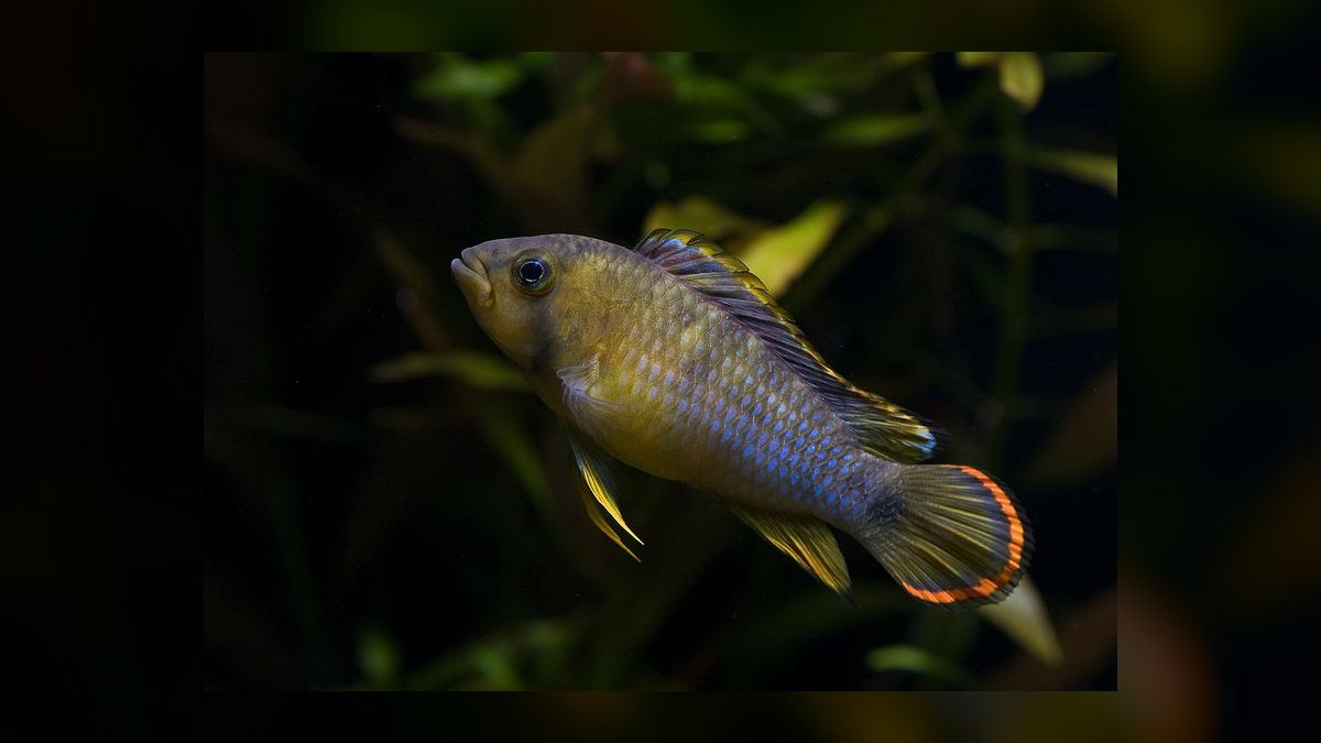 Top 10 Apistogramma Species 2027 — figure 9