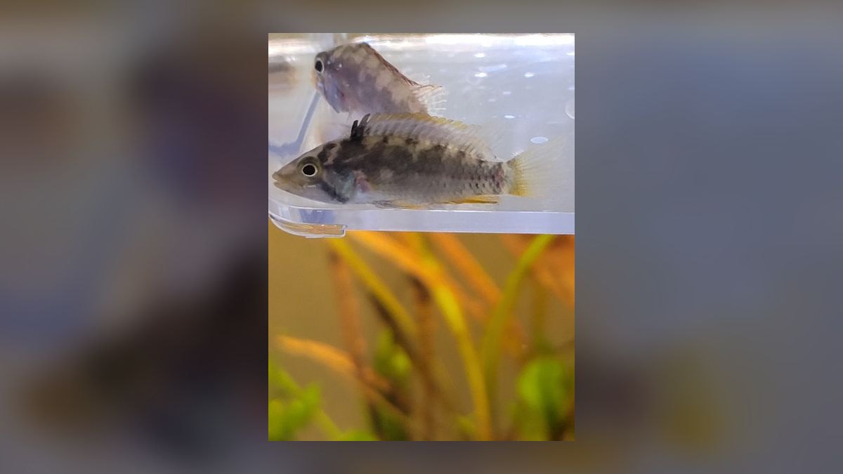 Top 10 Apistogramma Species 2027