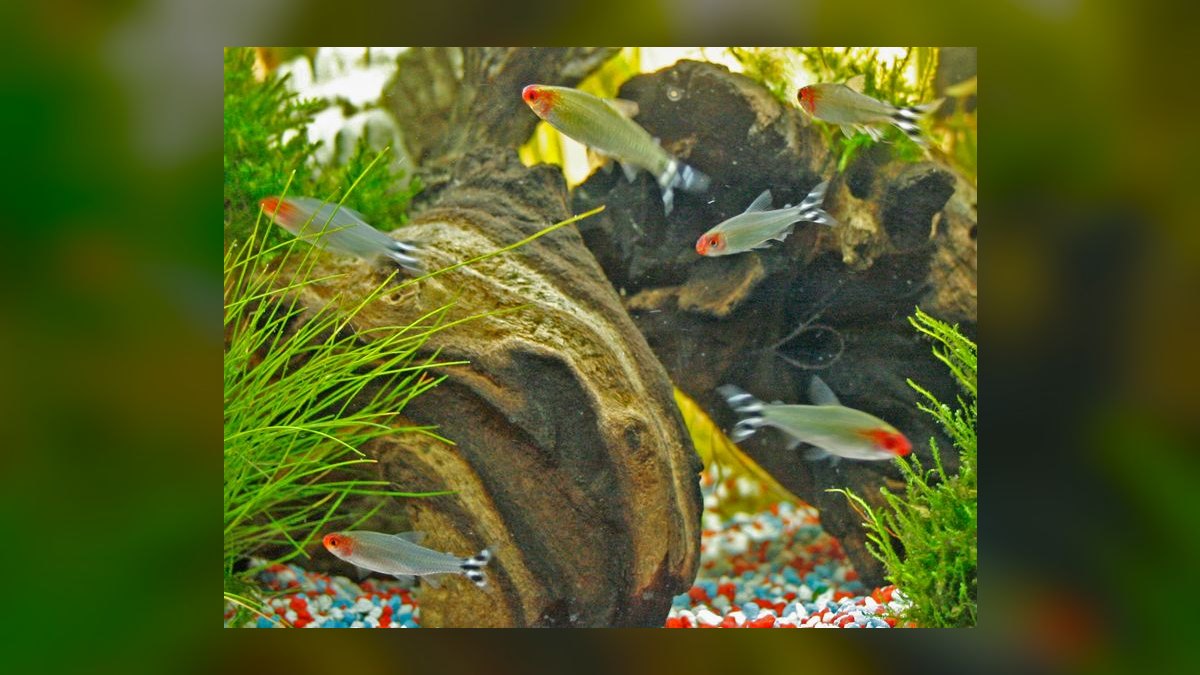 Top 10 Discus Tank Mates 2027 — figure 1