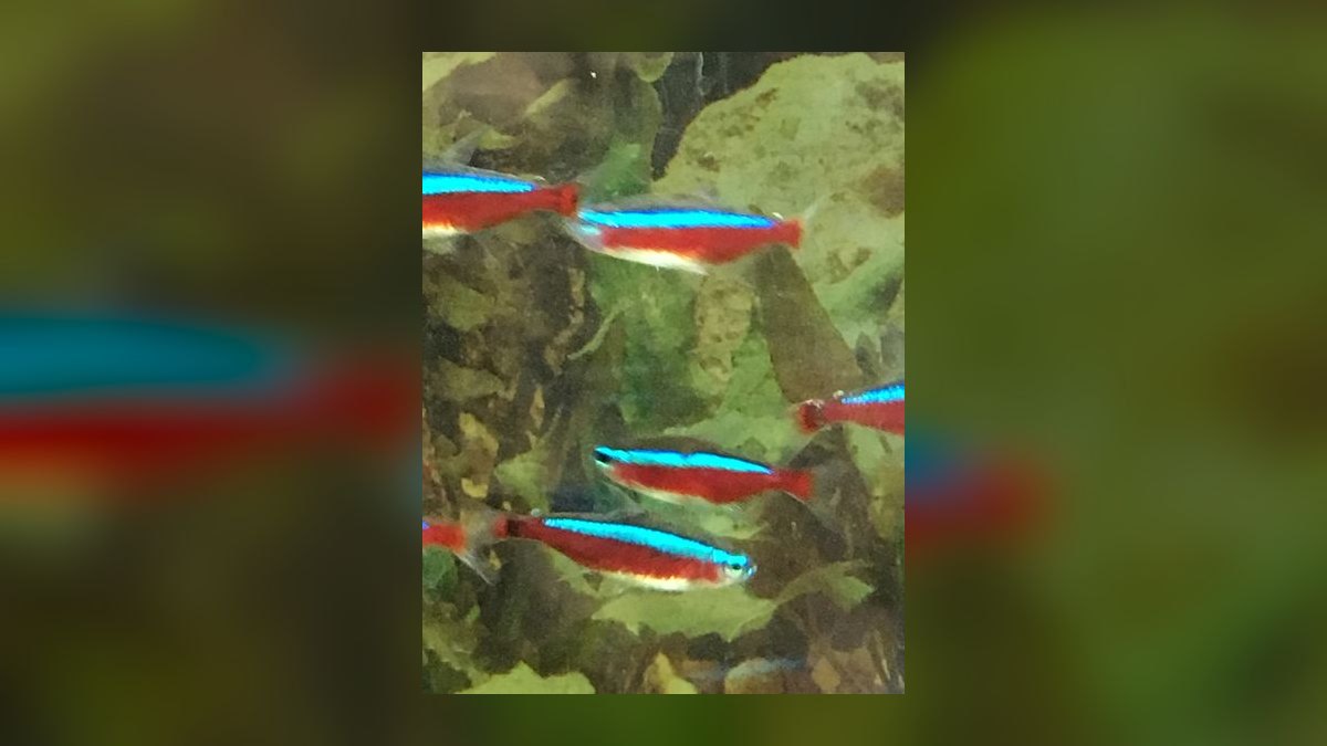 Top 10 Discus Tank Mates 2027 — figure 2