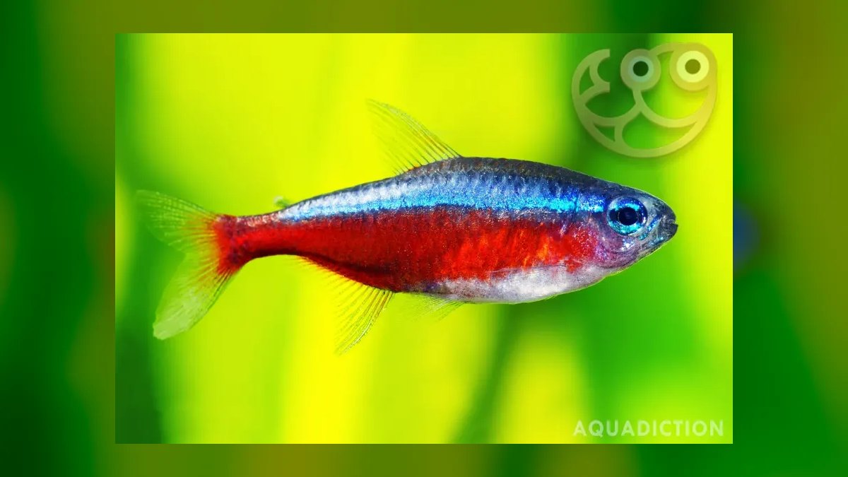 Top 10 Angelfish Tank Mates 2027 — figure 1