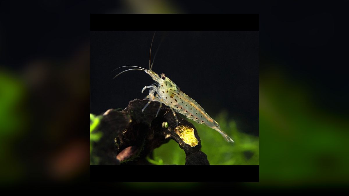 Top 10 Angelfish Tank Mates 2027 — figure 10