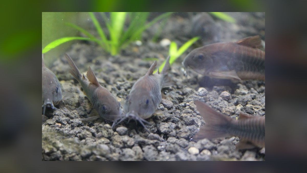 Top 10 Angelfish Tank Mates 2027 — figure 2
